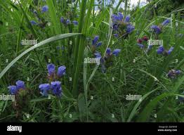 Attēlu rezultāti vaicājumam “Dracocephalum ruyschiana leaf”