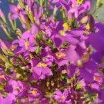 Attēlu rezultāti vaicājumam “Centaurium littorale leaf”