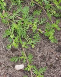 Attēlu rezultāti vaicājumam “Enteridium liceoides young”