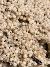 Attēlu rezultāti vaicājumam “Licea minima spores”