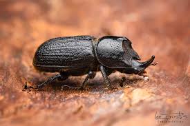 Attēlu rezultāti vaicājumam “Sinodendron cylindricum male”