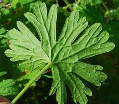 Attēlu rezultāti vaicājumam “Geranium pyrenaicum leaf”