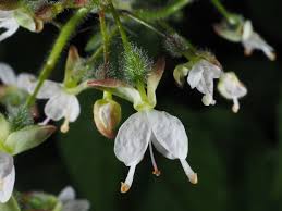 Attēlu rezultāti vaicājumam “Circaea lutetiana”