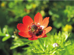 Image result for Adonis aestivalis