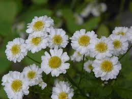 Image result for Tanacetum parthenium