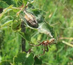 Attēlu rezultāti vaicājumam “Aculepeira ceropegia”