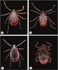 Attēlu rezultāti vaicājumam “Ixodes male”