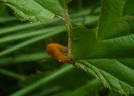 Attēlu rezultāti vaicājumam “Triphragmium ulmariae”