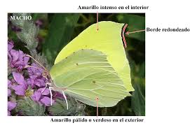 Attēlu rezultāti vaicājumam “Gonepteryx rhamni upperside”