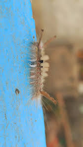 Attēlu rezultāti vaicājumam “Phragmatobia fuliginosa larva”