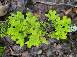 Attēlu rezultāti vaicājumam “Lobaria pulmonaria”