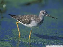 Image result for Tringa melanoleuca