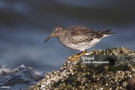 Attēlu rezultāti vaicājumam “Calidris maritima”