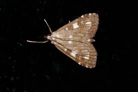 Attēlu rezultāti vaicājumam “Udea olivalis”