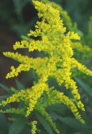 Attēlu rezultāti vaicājumam “Solidago canadensis fruit”