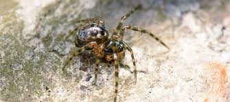 Attēlu rezultāti vaicājumam “Linyphiidae”