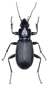 Attēlu rezultāti vaicājumam “Pterostichus niger”