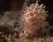 Attēlu rezultāti vaicājumam “Cribraria pertenuis macro”