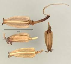 Attēlu rezultāti vaicājumam “Triglochin palustre fruit”