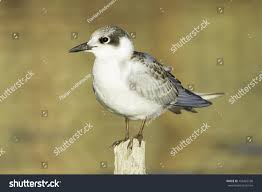 Attēlu rezultāti vaicājumam “Chlidonias hybrida”