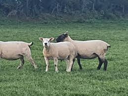 Image result for Teamsheep