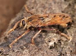 Attēlu rezultāti vaicājumam “Asilus crabroniformis”