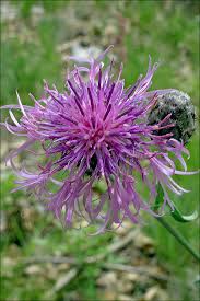 Attēlu rezultāti vaicājumam “Centaurea scabiosa”