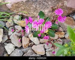 Image result for Bitterwurz