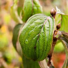 Attēlu rezultāti vaicājumam “Cornus mas”