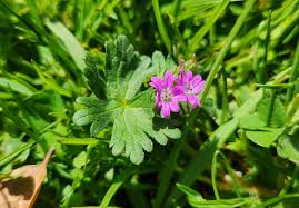 Attēlu rezultāti vaicājumam “Geranium molle”