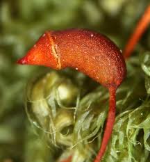 Attēlu rezultāti vaicājumam “Sciuro-hypnum curtum”