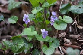 Attēlu rezultāti vaicājumam “Viola mirabilis leaf”