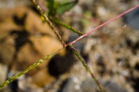 Attēlu rezultāti vaicājumam “Digitaria ischaemum leaf”