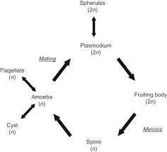 Attēlu rezultāti vaicājumam “Physarum melleum spores”