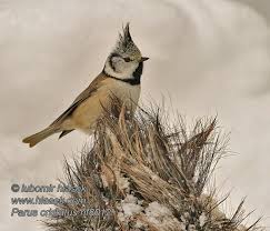 Attēlu rezultāti vaicājumam “Lophophanes cristatus”