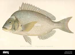 Image result for Stenotomus chrysops