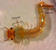 Attēlu rezultāti vaicājumam “Culex pipiens larva”