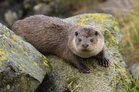 Attēlu rezultāti vaicājumam “Lutra lutra”
