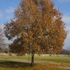 Attēlu rezultāti vaicājumam “Quercus”