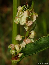Attēlu rezultāti vaicājumam “Rumex aquaticus bud”