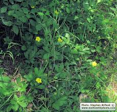 Attēlu rezultāti vaicājumam “Potentilla reptans bud”