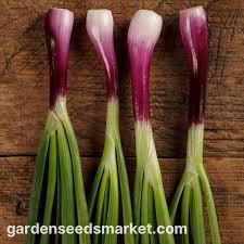 Résultat de recherche d'images pour "Allium fistulosum"