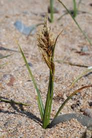 Attēlu rezultāti vaicājumam “Carex arenaria”