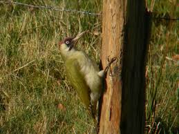 Attēlu rezultāti vaicājumam “Picus viridis”