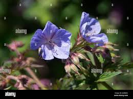 Image result for Geranium `Purple Haze`