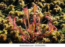 Attēlu rezultāti vaicājumam “Drosera anglica leaf”