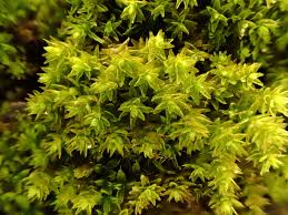 Attēlu rezultāti vaicājumam “Orthotrichum, Nyholmiella”