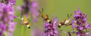 Attēlu rezultāti vaicājumam “Hemaris fuciformis”