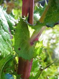 Attēlu rezultāti vaicājumam “Sonchus asper”