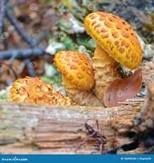 Attēlu rezultāti vaicājumam “Pholiota aurivella”